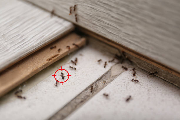 Best Flea Control Services  in Lake Mary, FL
